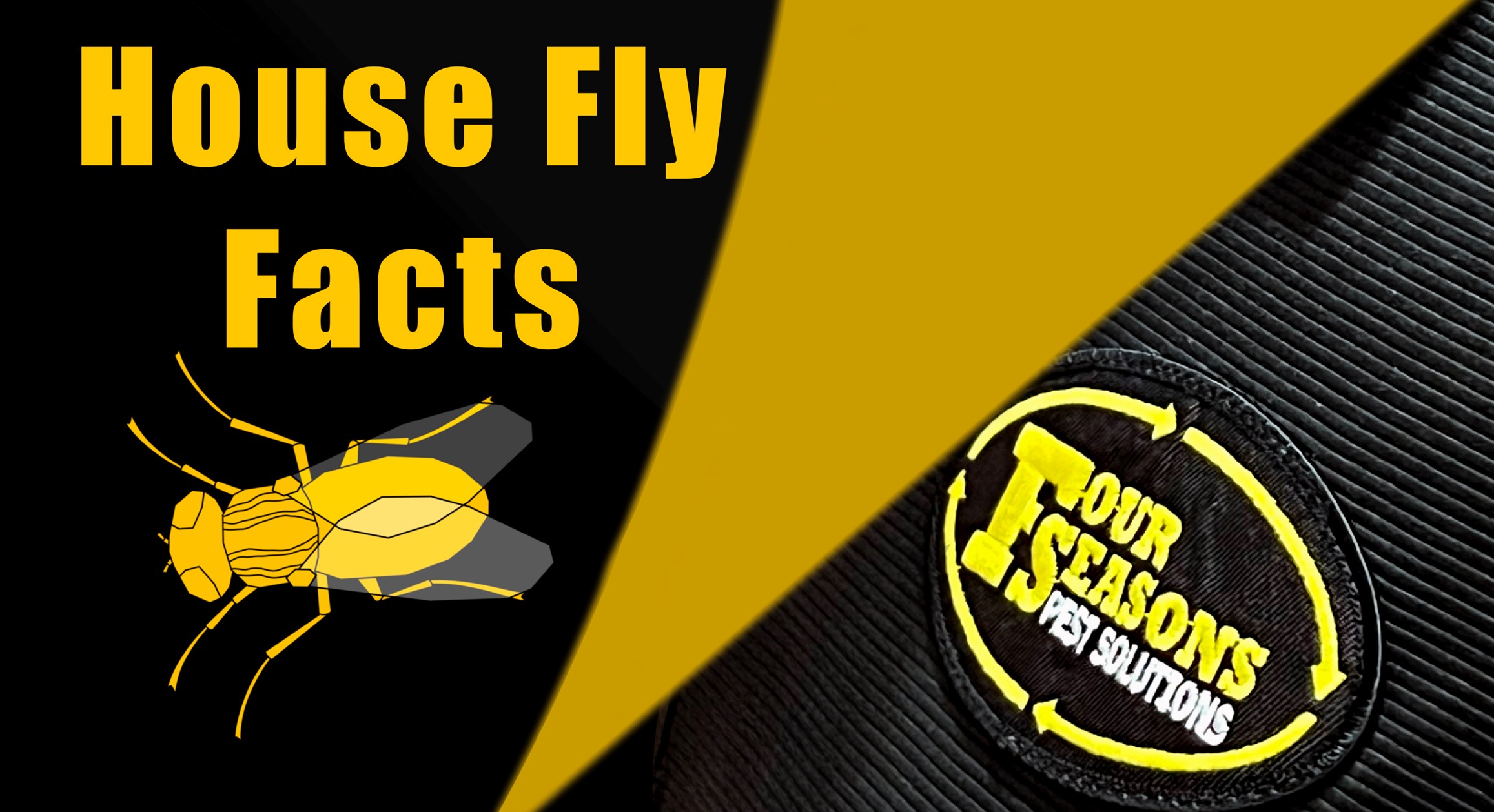 House Fly Facts Four Seasons Pest Solutions