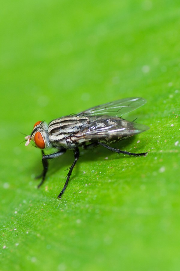 Fly Facts Four Seasons Pest Solutions